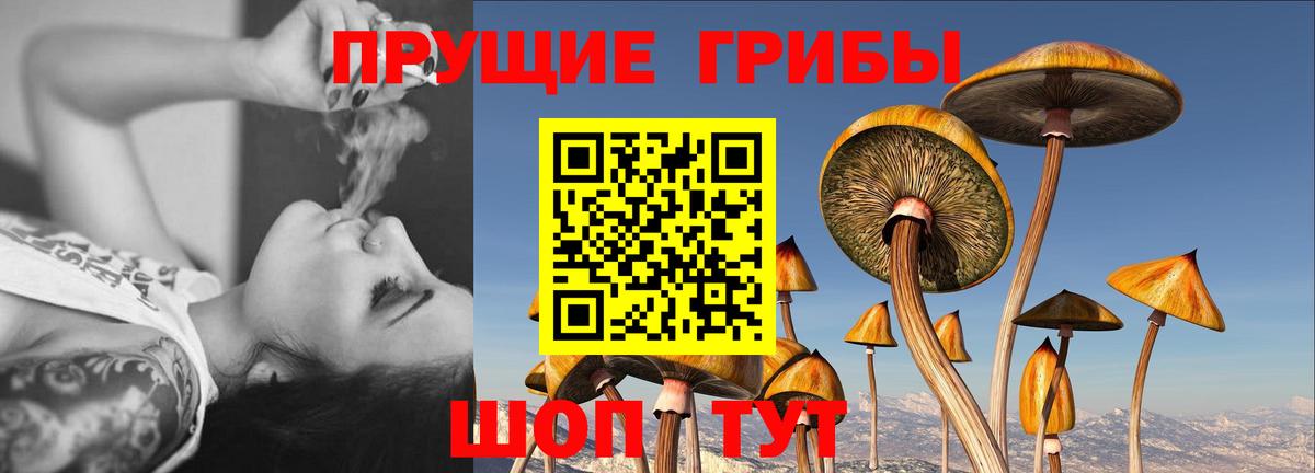 продажа наркотиков  Галлюциногенные грибы GOLDEN TEACHER  Вход с VPN  Армавир 